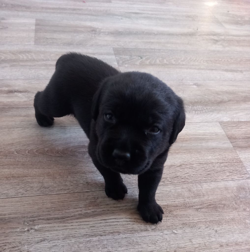 De La Campagne Des Fables - Chiot disponible  - Labrador Retriever