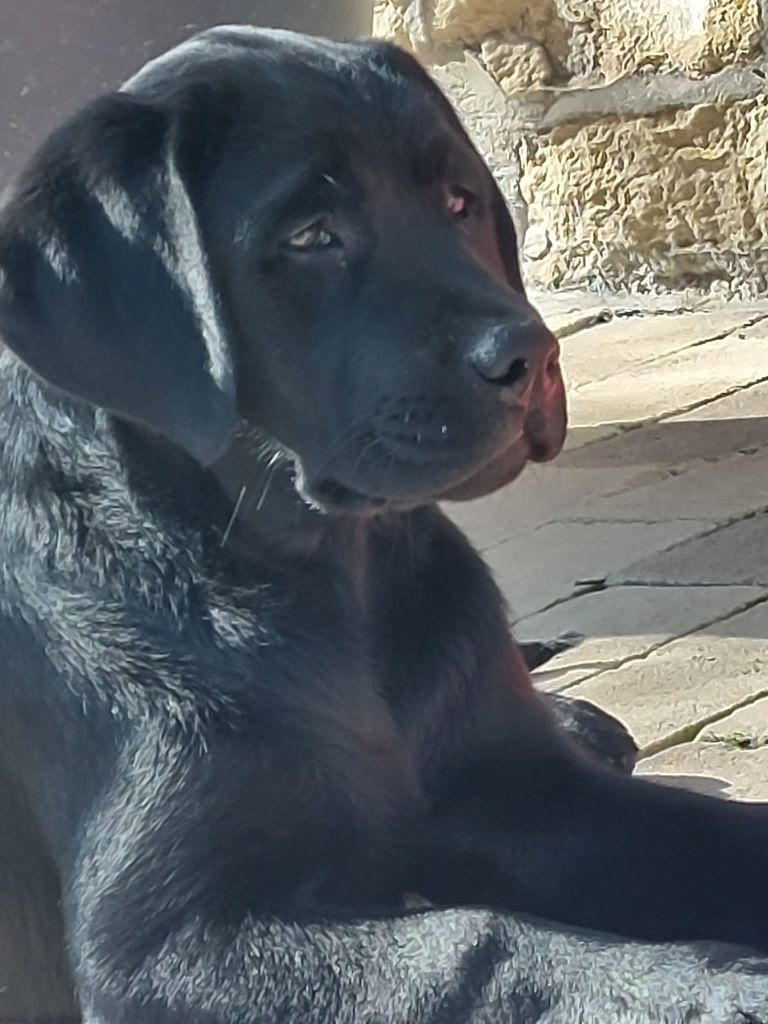 Nos chien chez vous