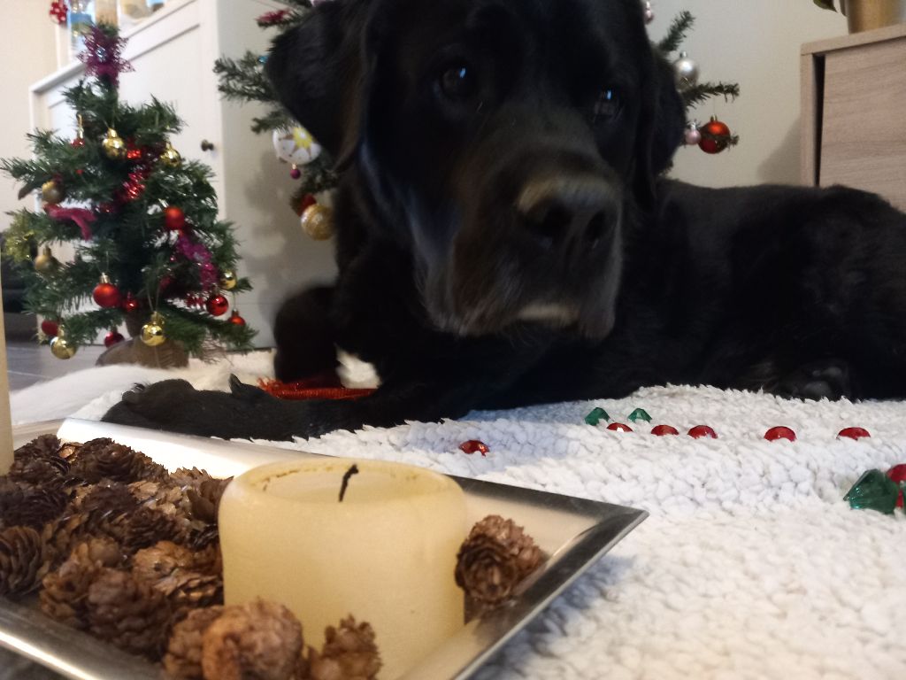 nos labradors posent pour les fêtes de fin d'année
