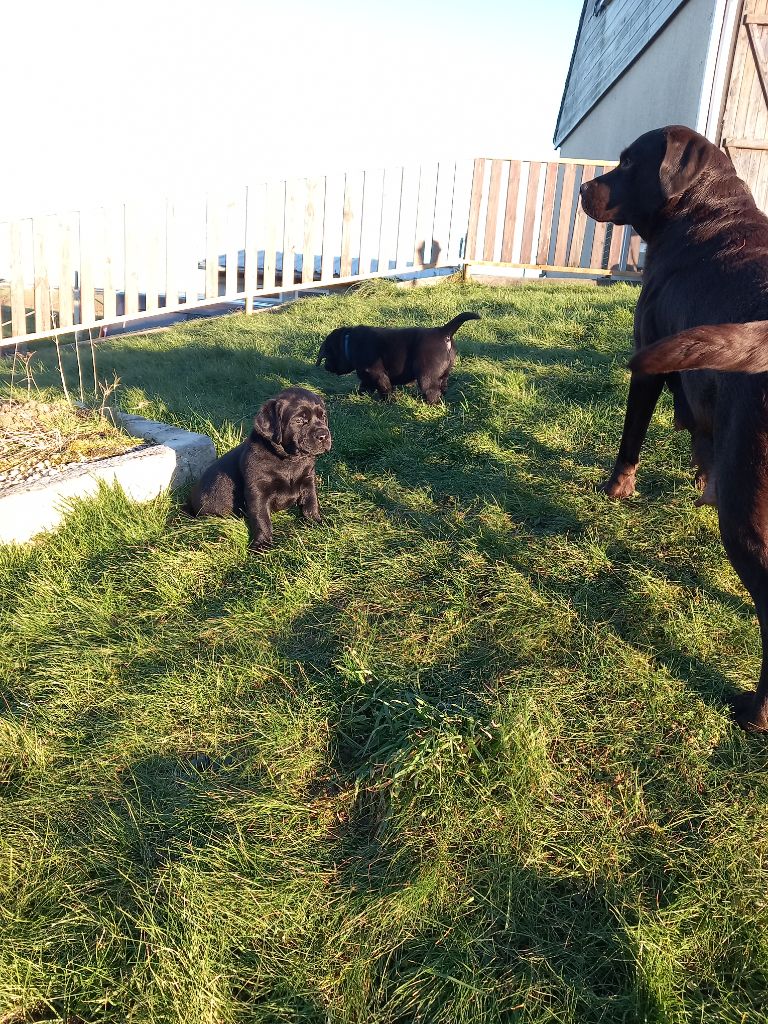 Chiots 2024 "Nephtys" X Sorghal