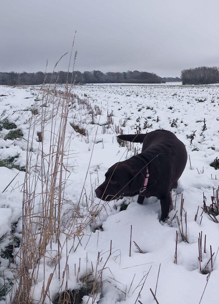 nos labradors à la neige